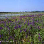 Nationalpark Neusiedler See ungarischer Teil Foto W. Willner 202