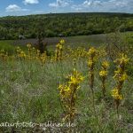 Naturreservat Padurea Hagieni Naturfoto Willner IMG_9292