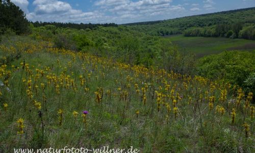 Naturreservat Padurea Hagieni Naturfoto Willner IMG_9296