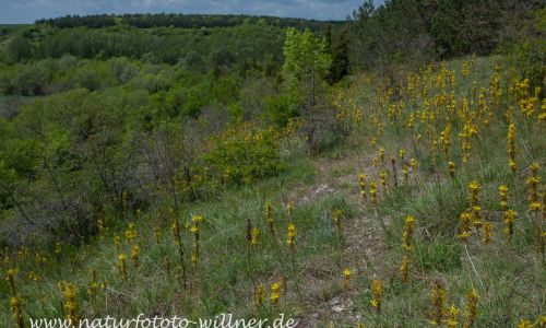 Naturreservat Padurea Hagieni Naturfoto Willner IMG_9297