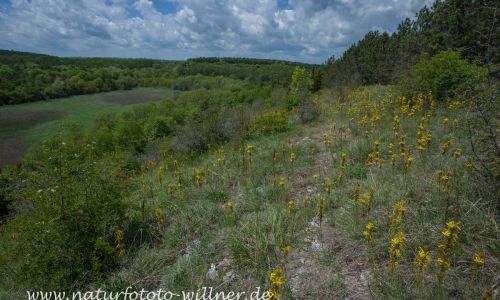 Naturreservat Padurea Hagieni Naturfoto Willner IMG_9298