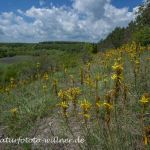 Naturreservat Padurea Hagieni Naturfoto Willner IMG_9299