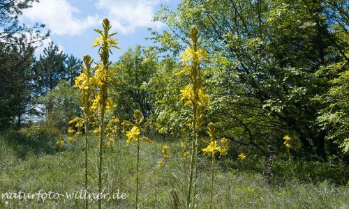 Naturreservat Padurea Hagieni Rumänien Foto W. Willner1_2017-08-26_0536_C0001_000023