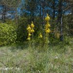 Naturreservat Padurea Hagieni Rumänien Foto W. Willner1_2017-08-26_0537_C0002_000022