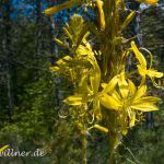 Naturreservat Padurea Hagieni Rumänien Foto W. Willner1_2017-08-26_0537_C0003_000022