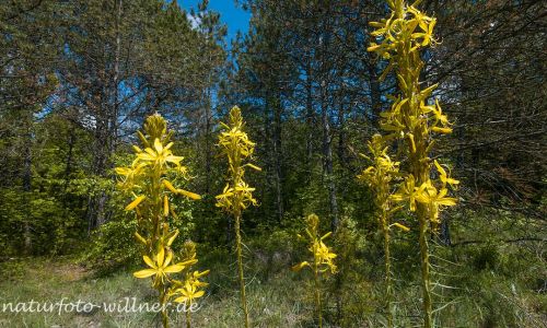 Naturreservat Padurea Hagieni Rumänien Foto W. Willner1_2017-08-26_0538_C0004_000021