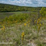 Naturreservat Padurea Hagieni Rumänien Foto W. Willner1_2017-08-26_0547_C0000_000022