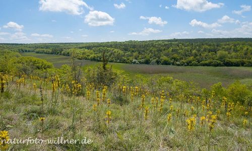Naturreservat Padurea Hagieni Rumänien Foto W. Willner1_2017-08-26_0548_C0003_000022