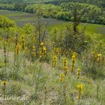 Naturreservat Padurea Hagieni Rumänien Foto W. Willner1_2017-08-26_0548_C0004_000023