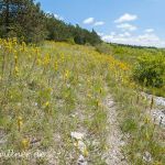 Naturreservat Padurea Hagieni Rumänien Foto W. Willner1_2017-08-26_0554_C0000_000022