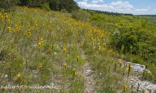 Naturreservat Padurea Hagieni Rumänien Foto W. Willner1_2017-08-26_0555_C0001_000023