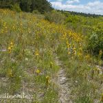 Naturreservat Padurea Hagieni Rumänien Foto W. Willner1_2017-08-26_0555_C0001_000023