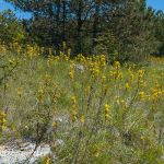Naturreservat Padurea Hagieni Rumänien Foto W. Willner1_2017-08-26_0556_C0003_000022