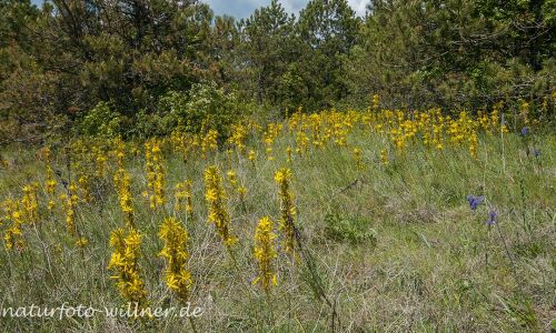 Naturreservat Padurea Hagieni Rumänien Foto W. Willner1_2017-08-26_0615_C0000_000022