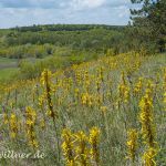 Naturreservat Padurea Hagieni Rumänien Foto W. Willner1_2017-08-26_0616_C0001_000021