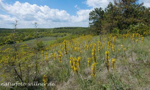 Naturreservat Padurea Hagieni Rumänien Foto W. Willner1_2017-08-26_0616_C0002_000023