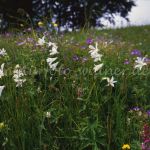 Paradieslilien Monte Baldo Foto W. Willner 141