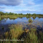Piezmoor bei Schneverdingen Lüneburger Heide Foto W. Wilner 307