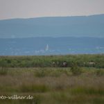 Przewalsky Pferde Nationalpark Neusiedler See Foto W. Willner DSC_6366