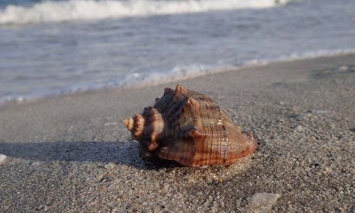 Rapana venosa Neozoon am Schwarzen Meer Rumänien Naturfoto Willner P5030065