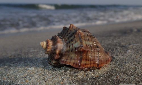 Rapana venosa Neozoon am Schwarzen Meer Rumänien Naturfoto Willner P5030070