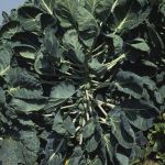 Rosenkohl 1 Foto W. Willner