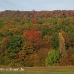 Steigerwald am Zabelstein 39 Foto W. Willner