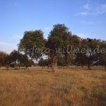 Steineichendehesa Extremadura Spanien Foto W. Willner 932