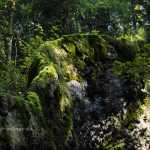 Wachsender Stein von Usterling 2 Foto W. Willner