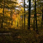 Weltenburger Enge Foto W. Willner _2016-12-21_1804_C0001_000025