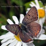 Brauner Feuerfalter (Lycaena tityrus) Foto W. Willner 7280024