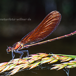 Bronzene Prachtlibelle (Calopteryx haemorrhoidalis) 3 Foto W. Willner