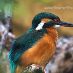 Eisvogel (Alcedo atthis) Foto W. Willner_5694