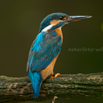 Eisvogel (Alcedo atthis) Foto W. Willner_5723