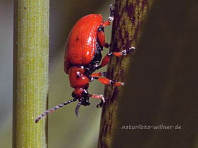 Lilienhähnchen (Lilioceris lilii) Foto W. Willner_2016-06-22_1554_C0010_000023