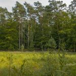 NSG Ribnitzer Großes Moor Foto W. Willner_2016-07-23_1651_C0002_000061