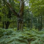 NSG Ribnitzer Großes Moor Foto W. Willner_2016-07-23_1709_C0005_000083