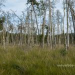 NSG Ribnitzer Großes Moor Foto W. Willner_2016-07-23_1720_C0002_000022