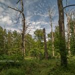 NSG Ribnitzer Großes Moor Foto W. Willner_6074