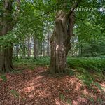 NSG Ribnitzer Großes Moor Foto W. Willner_6086