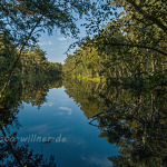 NSG Ribnitzer Moor Foto W. Willner_2016-07-28_1730_C0000_000023