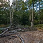Nationalpark Vorpommersche Boddenlandschaft Darss Weststrand Foto W. Willner_2016-08-01_1535_C0000_000702