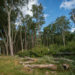 Nationalpark Vorpommersche Boddenlandschaft Darss Weststrand Foto W. Willner_6862