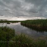 Nationalpark Vorpommersche Boddenlandschaft Feuchtgebiet bei Zingst Foto W. Willner_6748
