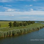 Nationalpark Vorpommersche Boddenlandschaft Prerow Strom Foto W. Willner_4814