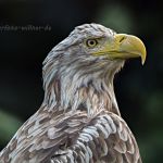 Seeadler 36 Foto W. Willner