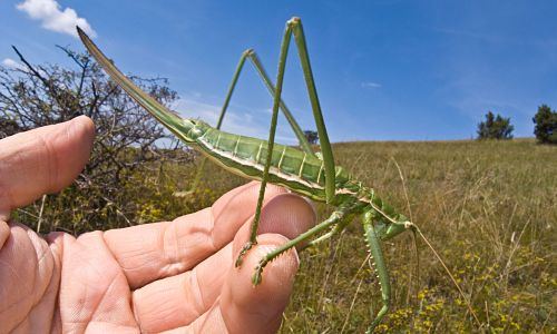 Sägeschrecke (Sago pedo) Hundsheimer Berg Niederösterrreich Foto W. Willner-73