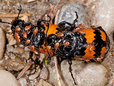 Totengräber mit Poecilochirus necrophori (Necrophorus vespiloides) Foto W. Willner-10