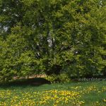 Bavaroiabuche Foto W. Willner 299