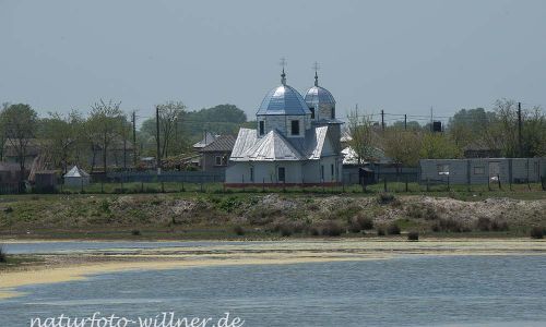 Donaudelta Letea Naturfoto WillnerDSC_1432